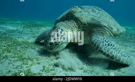 Rotes Meer, Ägypten. 23.. Juni 2022. Big Sea Turtle Green frisst grünes Seegras auf dem Meeresboden. Grüne Meeresschildkröte (Chelonia mydas) Unterwasseraufnahme, Rotes Meer, Ägypten (Bild: © Andrey Nekrasov/ZUMA Press Wire) Stockfoto