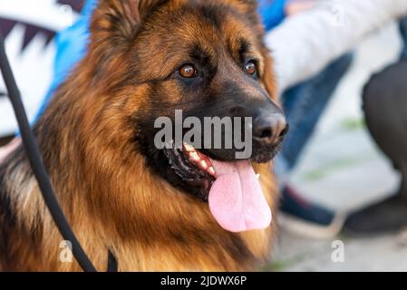 Die Schnauze eines jungen langhaarigen Schäferhundes aus der Nähe. Hochwertige Fotos Stockfoto