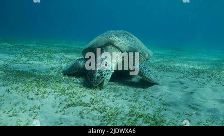 Rotes Meer, Ägypten. 23.. Juni 2022. Big Sea Turtle Green frisst grünes Seegras auf dem Meeresboden. Grüne Meeresschildkröte (Chelonia mydas) Unterwasseraufnahme, Rotes Meer, Ägypten (Bild: © Andrey Nekrasov/ZUMA Press Wire) Stockfoto