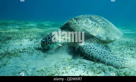 Rotes Meer, Ägypten. 23.. Juni 2022. Big Sea Turtle Green frisst grünes Seegras auf dem Meeresboden. Grüne Meeresschildkröte (Chelonia mydas) Unterwasseraufnahme, Rotes Meer, Ägypten (Bild: © Andrey Nekrasov/ZUMA Press Wire) Stockfoto