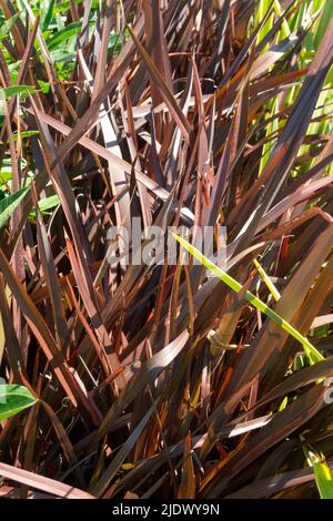 Neuseeländischer Flachs, Phormiumtenax „Amazing Red“ Stockfoto