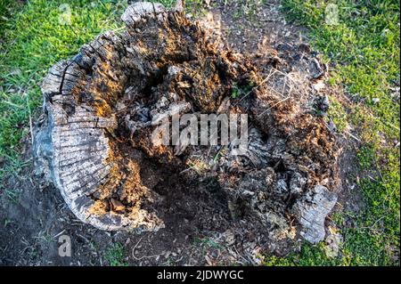 Alter verfaulender Baumstumpf, der Alter und Verfall von vielen Jahren zeigt. Stockfoto