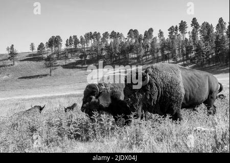 Eine Bison-Herde streift durch die offenen Ebenen zum Custer State Park in South Dakota. Stockfoto