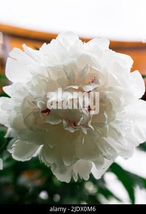 Weiße Pfingstrose im Garten. Schöne weiße Blume. Stockfoto