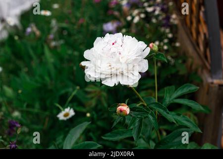 Weiße Pfingstrose im Garten. Schöne weiße Blume. Stockfoto