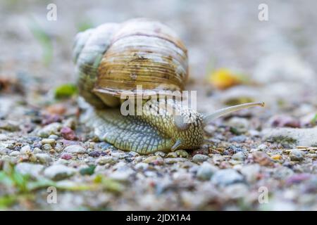 Große Traubenschnecke kriecht langsam entlang einer Schotterstraße Stockfoto