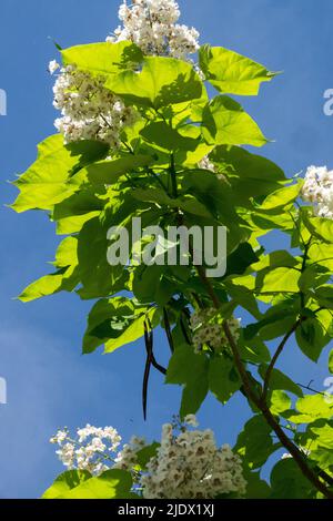 Blühende Catalpa bignonioides, Baum, groß, Blätter, Weiß, Blumen Blüten Katalapa-Ast Stockfoto