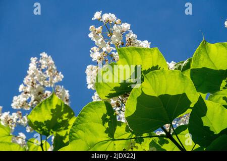 Blühende Catalpa bignonioides, Baum, groß, Blätter, Weiß, Blume, Blütenkatala, große Blätter Stockfoto