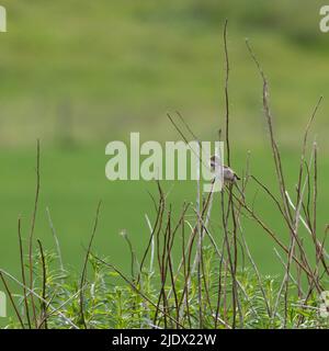 Ein Weißkehlchen (Sylvia Communis), der aus seinem Perch auf den trockenen Stielen des Rosebay Willowherb (Chamerion Angustifolium) singt Stockfoto