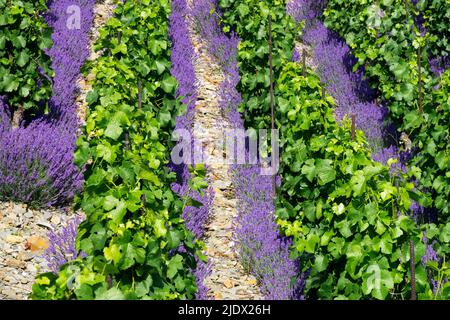 Blühend, Lavandula, Wachsend, In, Reihen, Weinberg, Juni, Weingärten, Lavendel, Blühen Stockfoto