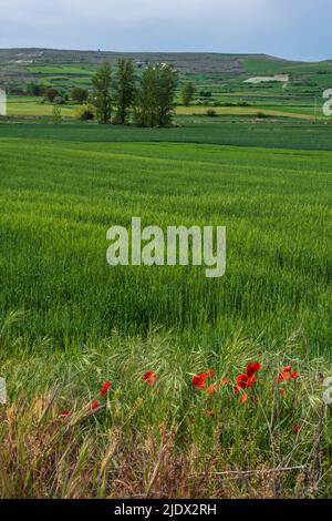 Spanien, Castilla y Leon, Bauernfelder und Mohnblumen in der Nähe von Castrojeriz am Camino de Santiago. Stockfoto