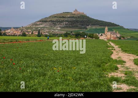 Spanien, Castilla y Leon, Camino de Santiago nähert sich Castrojeriz. Stadt auf der linken Seite, Burg auf einem Hügel, Kirche Santa María del Manzano auf der rechten Seite. Stockfoto