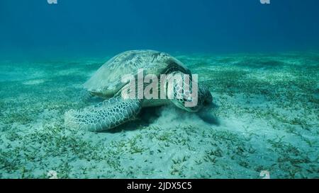 Rotes Meer, Ägypten. 23.. Juni 2022. Big Sea Turtle Green frisst grünes Seegras auf dem Meeresboden. Grüne Meeresschildkröte (Chelonia mydas) Unterwasseraufnahme, Rotes Meer, Ägypten (Bild: © Andrey Nekrasov/ZUMA Press Wire) Stockfoto