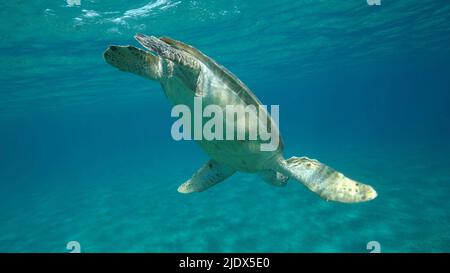 Rotes Meer, Ägypten. 23.. Juni 2022. Meeresschildkröte taucht in die Tiefe auf sandigen Boden mit grünem Seegras bedeckt. Grüne Meeresschildkröte (Chelonia mydas) Nahaufnahme, Unterwasseraufnahme. Rotes Meer, Ägypten (Bild: © Andrey Nekrasov/ZUMA Press Wire) Stockfoto