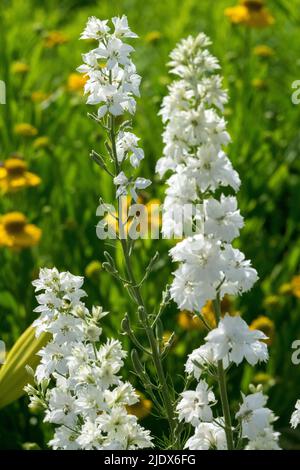 Rakete Larkspur Consolida ajacis „White King“ Stockfoto