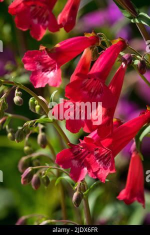 Rote röhrenförmige Blüten, Penstemon 'Cherry RIPE', Close Up Flower im Garten Stockfoto