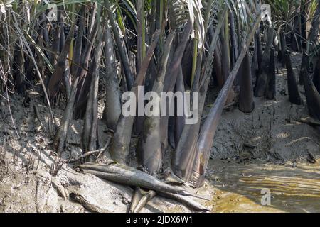 Die Wurzel der Nipa-Palme (Nypa fruticans). Dieses Foto wurde aus Sundarbans, Bangladesch, aufgenommen. Stockfoto