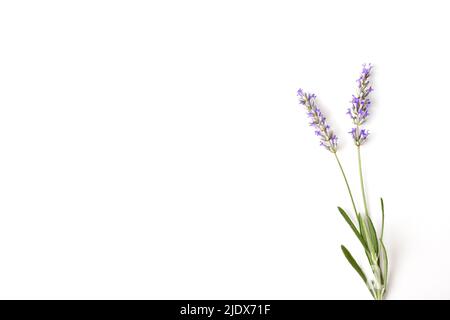 Hintergrund mit zwei Spitzen blühenden Lavendels auf isoliertem weißem Tisch. Draufsicht. Horizontale Zusammensetzung. Stockfoto