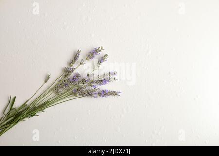 Hintergrund mit Bouquet von frischen Lavendel Spitzen in Blüte auf weißem Tisch mit Wassertropfen. Draufsicht. Horizontale Zusammensetzung. Stockfoto