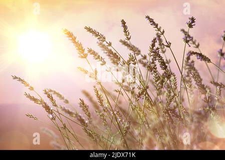 Detail der blühenden Lavendelspitzen auf dem Feld mit hinterleuchteter Sonne im Hintergrund und fliederfarbenem Himmel Stockfoto