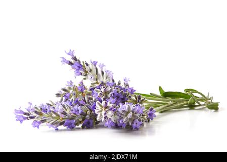 Bouquet von blühenden Lavendelspitzen auf weißem Tisch isoliert. Vorderansicht. Horizontale Zusammensetzung. Stockfoto