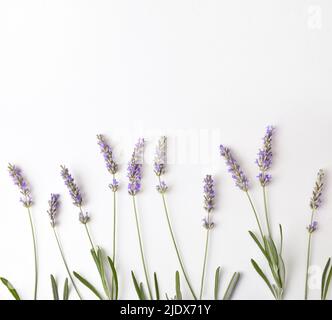 Floraler Hintergrund mit blühenden Lavendelspitzen auf weißem Tisch. Draufsicht. Horizontale Zusammensetzung. Stockfoto