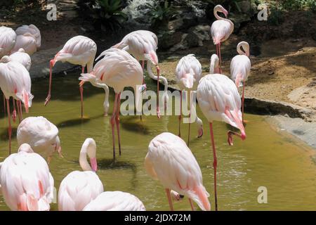 Flamingos in einem Teich in einem Zoo in Thailand für Menschen zu besuchen und Wissen über ausländische Tiere zu gewinnen Stockfoto