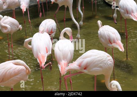 Flamingos in einem Teich in einem Zoo in Thailand für Menschen zu besuchen und Wissen über ausländische Tiere zu gewinnen Stockfoto
