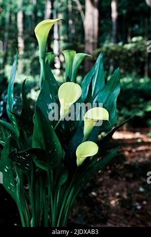 Golden Calla Lily, Zantedeschia eliottiana, in einem schattigen Hausgarten in Alabama, USA. Stockfoto