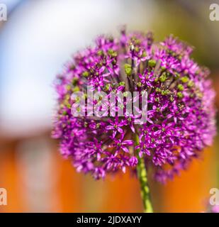 Schöne lila Blüten Allium giganteum, Sorte Globemaster. Riesige Zwiebel blüht. Feld der Zierzwiebel aus Allium. Wenige blühende Kugeln Stockfoto