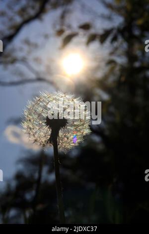 Der Kopf des Dandelionssaatens wird durch Sonnenlicht beleuchtet Stockfoto