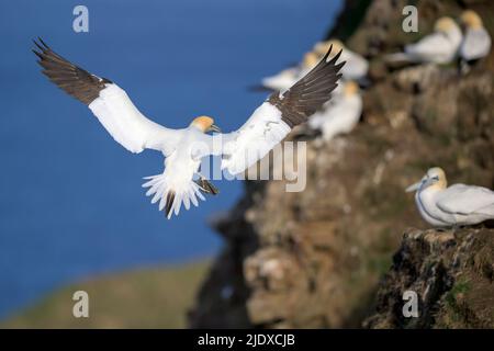 Nördliche Gannette (Morus bassanus) im Flug Stockfoto