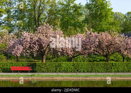 Deutschland, Berlin, Kirschbäume blühen im Frühlingspark Stockfoto