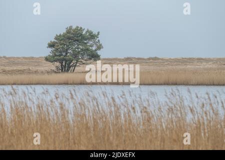 Deutschland, Mecklenburg-Vorpommern, Schilf wächst entlang der Küste des Darsser Orts Stockfoto