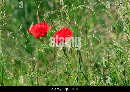 Leuchtend rote Mohnblumen blühen im Frühling Stockfoto