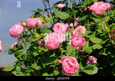 Rosa Rosen blühen im Frühling Stockfoto