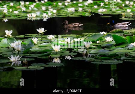 Seerosen im Teich schweben Stockfoto