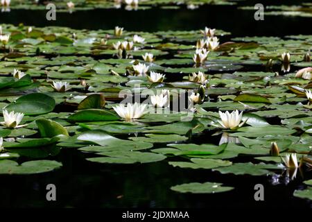 Seerosen im Teich schweben Stockfoto