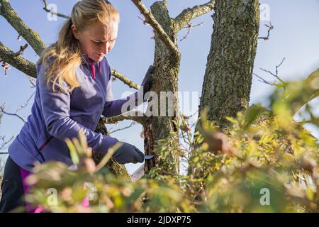 Reife Frau schneidet ungesunde Baumrinde im Hinterhof Stockfoto