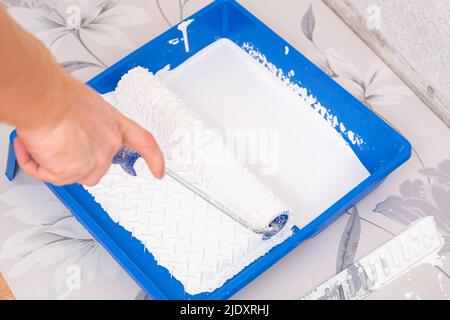 Ein Mann taucht eine Velourwalze in weiße Farbe von einem Tablett, um Tapete zu malen. Stockfoto