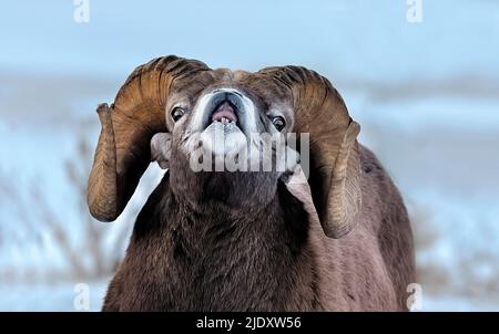 Ein Nahbild eines felsigen Dickhornschafs „Ovis canadensis“, das während der Kratzsaison in den felsigen Bergen ein Weibchen in Hitze duftet Stockfoto