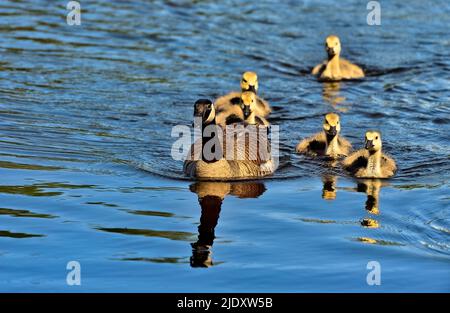 Eine Mutter Canada Goose (Branta canadensis); hat ihre Küken zum Schwimmen im Maxwell Lake im ländlichen Alberta Canada. Stockfoto