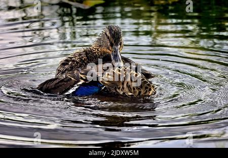 Eine weibliche Stockente (Anas platyrhynchos), die nach ihrem Bad auf einem ruhigen See im ländlichen Alberta, Kanada, ihre Federn aufreibt Stockfoto