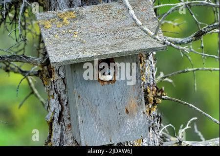 Eine Baumschwalbe 'Tachycineta bicolor', die aus einem Nistkasten herausguckt, den sie gewählt hat, um ihre Küken aufzuziehen Stockfoto