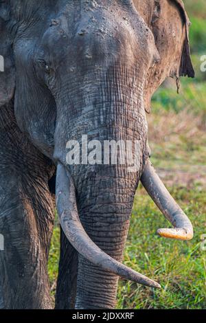 Sri-lankische Tusker und Elefanten in freier Wildbahn Stockfoto