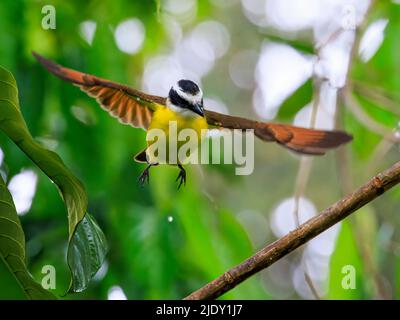 Portait eines großen Kiskadee auf dem Flug in Costa Rica Stockfoto