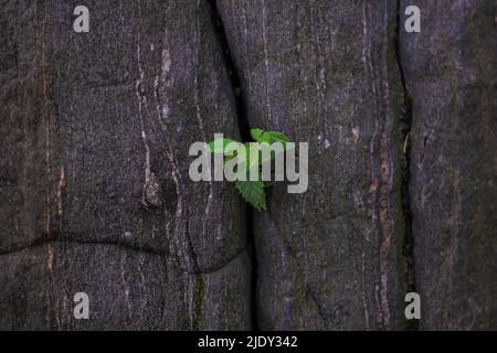 Junge Baumpflanze, die durch den zerrissenen Felsen wächst Stockfoto
