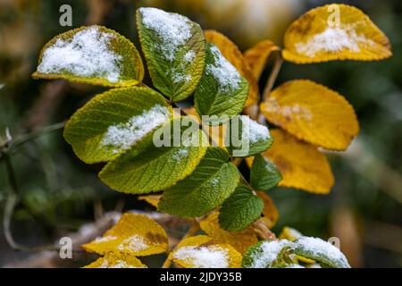 Der Zweig der wilden Hagebutten mit Beeren unter Schnee. Stockfoto