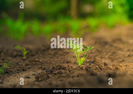 Der erste Spross einer Karotte aus der Nähe wächst im Boden. Gemüse im heimischen Garten anbauen Stockfoto