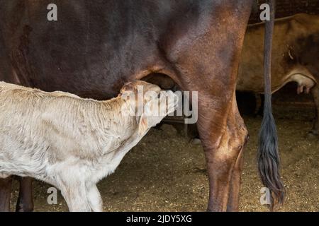 Kälberfütterung aus dem Euterbauernkonzept der Mutter Stockfoto
